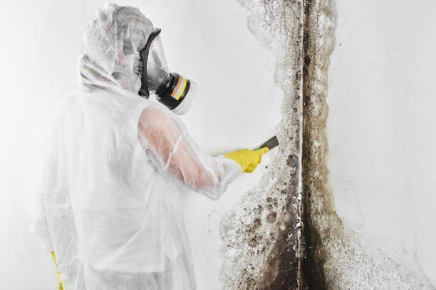 Best Toxic Mold Removal  in Alpine, TX