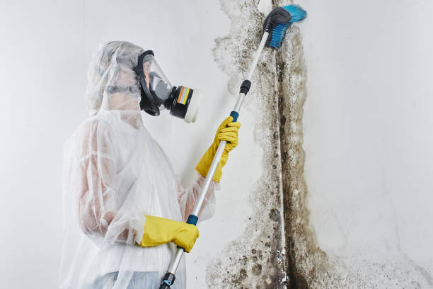 Best Office Mold Removal Services  in Alpine, TX