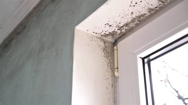 Best Mold Remediation  in Alpine, TX