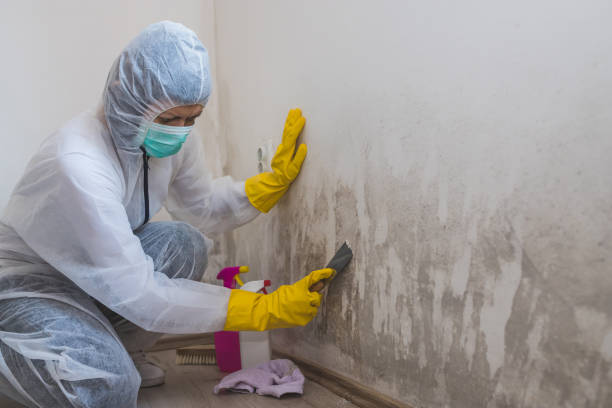 Best Emergency Mold Removal  in Alpine, TX