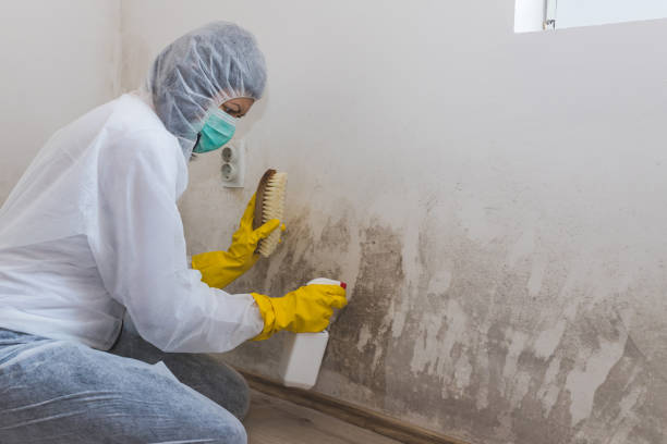 Best Local Mold Removal Service  in Alpine, TX