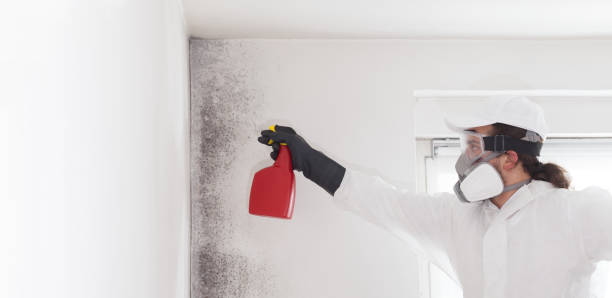 Best Local Mold Removal Service  in Alpine, TX