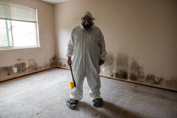 Best Office Mold Removal Services  in Alpine, TX