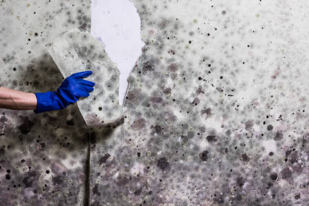 Best Crawl Space Mold Removal  in Alpine, TX
