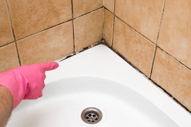 Alpine, TX Mold Removal Company
